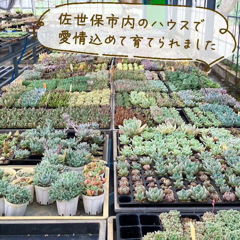 多肉園 おひさま エケベリア 4苗セット