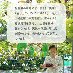 【ふるさと納税】先行予約＜藤稔＞ ぶどう grape fruit フレッシュ 旬 果物 くだもの 高知県 佐川町産【冷蔵】＜2026年8月上旬以降に発送＞