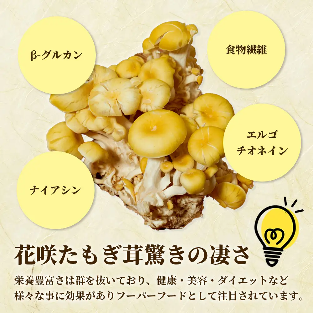 無農薬栽培【花咲 たもぎ茸 (粉末) 70g 】幻 キノコ タモギダケ ヒラタケ 健康 栄養豊富 出汁 だし エルゴチオネイン タモギ茸 たもぎだけ 115-0607