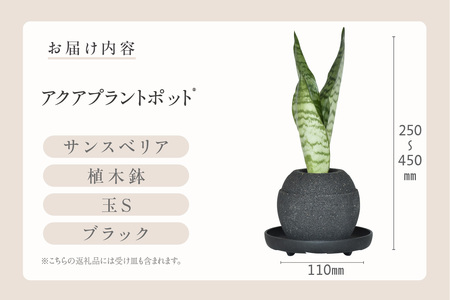 アクアプラントポット®　玉Ｓ（ブラック） 植木鉢　サンスベリア（2086）