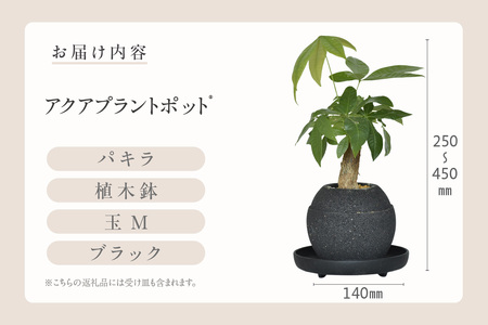 アクアプラントポット®　玉Ｍ（ブラック） 植木鉢　パキラ（2094）