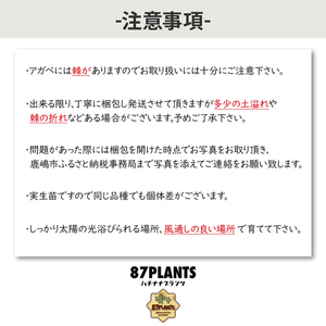 鹿嶋市産アガベ！　アガベ　パラサナ　５号鉢【アガベ 多肉植物キャベツヘッド 鉢 数量限定 茨城県 鹿嶋市 20000円以内】（KCP-9）