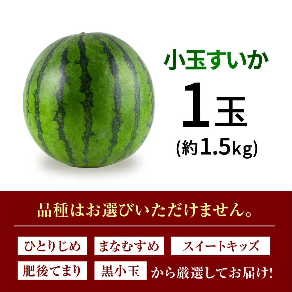 【先行予約】小玉スイカ 3L以上　1玉入り 約1.5kg 【日本フルーツ株式会社】[ZFJ011]
