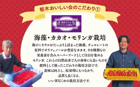 栃木おいしい会のいちご（とちあいか）260g×2パック（520g）｜栃木県共通返礼品 栃木県産 ※2027年1月～発送