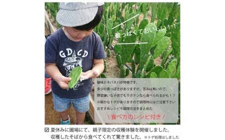 【ふるなびWEEK対象】メキシコ生まれ春日井育ちの健康野菜 食べるサボテン 春日井ノパル 300グラム×2パック | サボテン 多肉植物 ウチワサボテン 食用サボテン ノパル ノパール ノパレス NOPAL スーパーフード ダイエット 腸活 ビーガン メキシコ メキシカン タコス TACOS 野菜 後藤サボテン 愛知県 春日井市 ※2026年4月上旬～12月上旬頃に順次発送予定