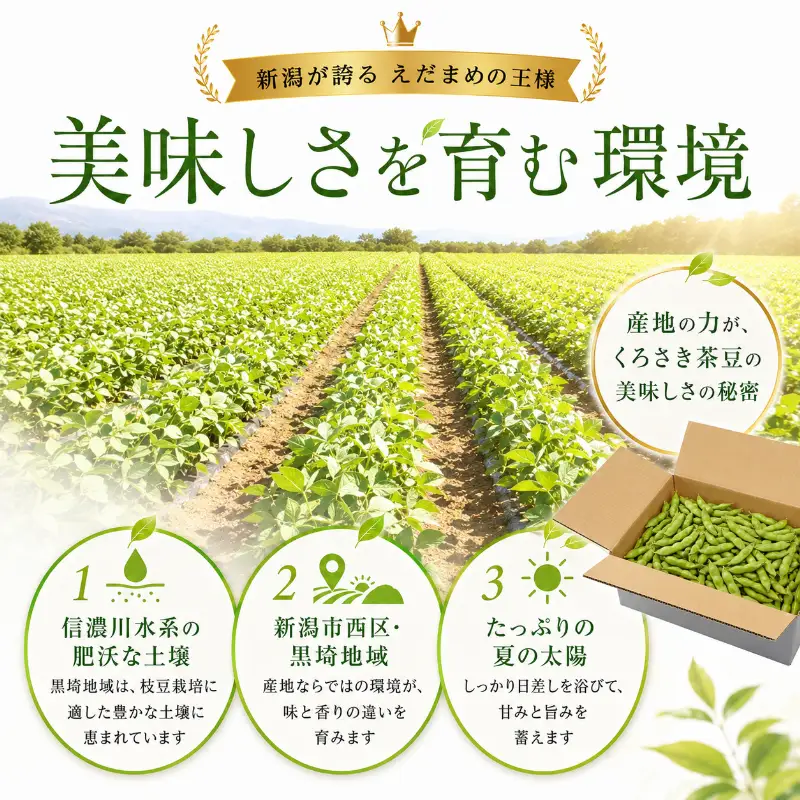 【7月下旬～発送開始】枝豆 3kg 朝採り新潟県黒埼産 枝豆