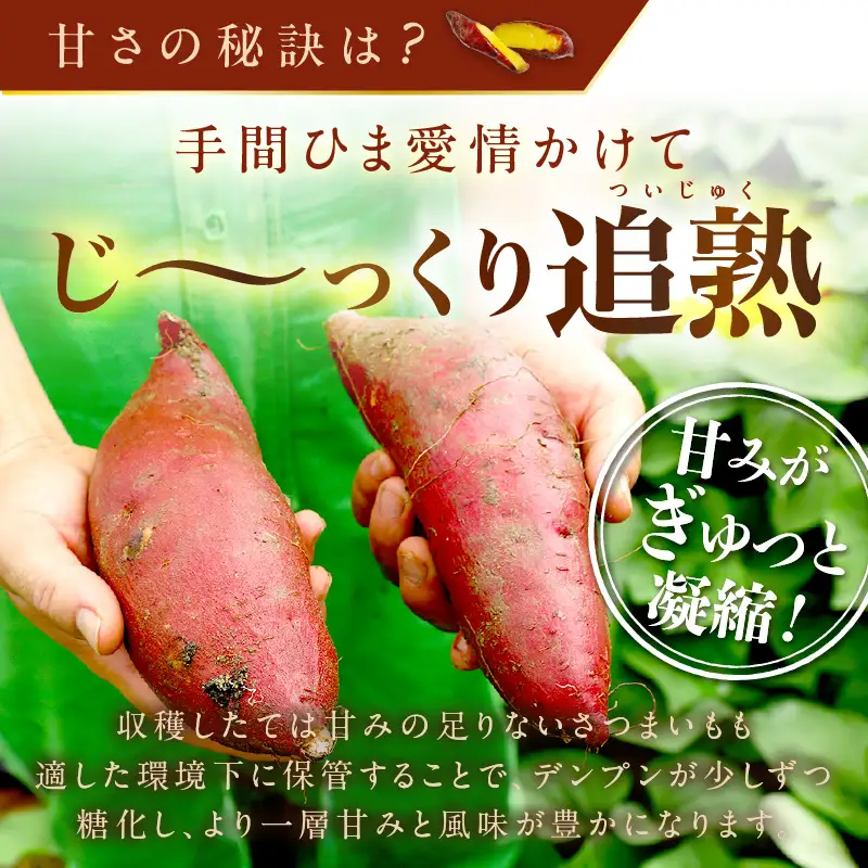 【先行予約】日本一！さつまいもオブザイヤー2部門受賞のサツマイモ農家が作る「紅はるか」の冷凍焼き芋2kg（8～14本程度）｜さつまいも（2027年1月より発送）