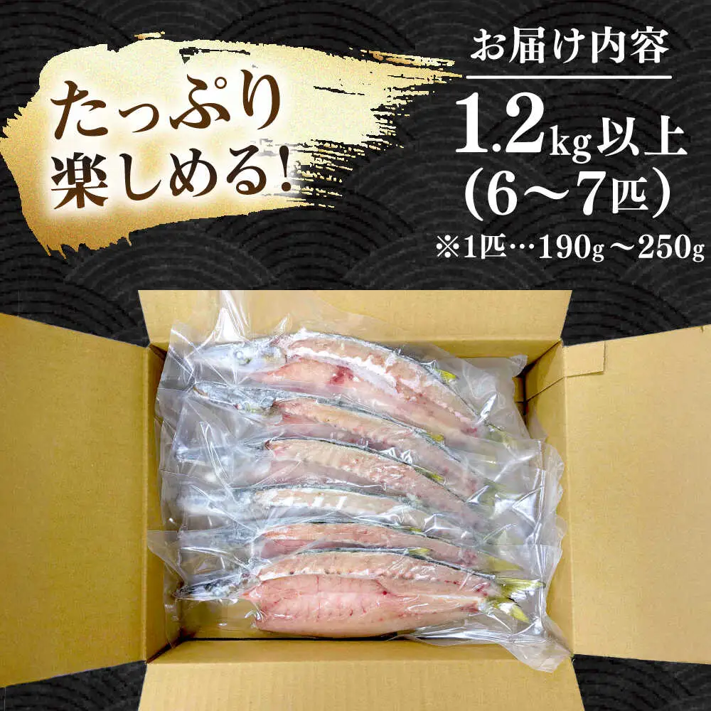 干物 特大 アカカマス 開き 1.2kg 以上 [JAQ026] カマス