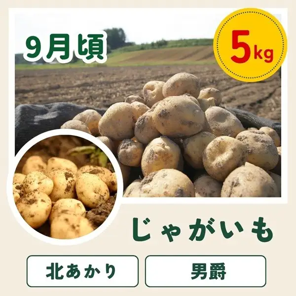 定期便 4回 美瑛野菜 【先行予約】 野菜