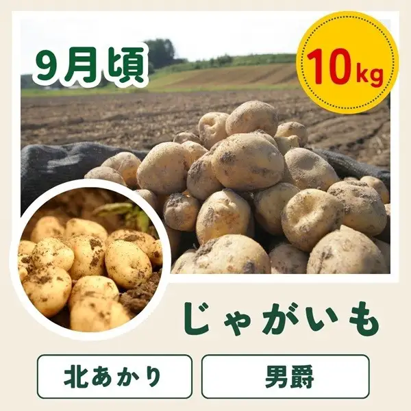 野菜セット 【令和9年産予約受付】 4回 定期便 美瑛の四季 白樺（大） 野菜詰め合わせ 