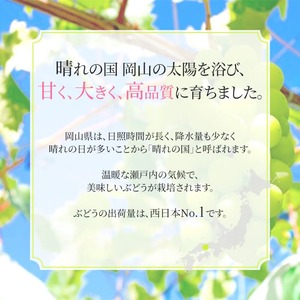 ぶどう 2026年 先行予約 シャイン マスカット 晴王 5～9房入り 合計約5kg 岡山県産 シャインマスカット