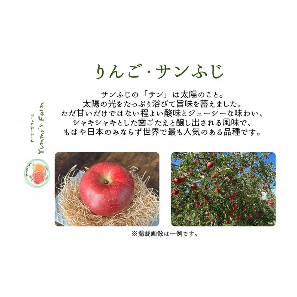 ヤーミーズファーム　生産農家直送 人にやさしい 長沼りんご・サンふじ10kg（訳ありご家庭用） | りんご フルーツ