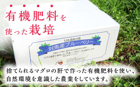 対馬産 ブルーベリー 600g×2袋 計1.2kg（ 冷凍 ）  小粒 ブルーベリー ブルーベリー ブルーベリー [WBG011]