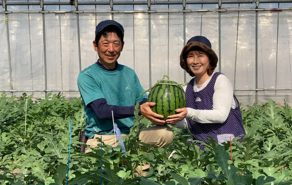 ＜ R8年熊本地震復興支援 ＞大玉スイカ 1玉（6kg以上） スイカ すいか 西瓜 大玉 果実 国産 熊本県産 【2027年4月下旬～5月下旬迄発送予定】