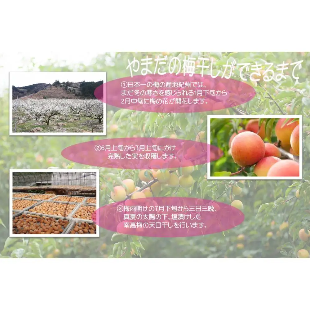 紀州南高梅 はちみつ極 塩分約6％ 500g ［YM9］