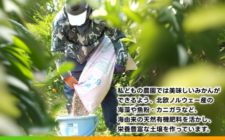 木なり 清見 オレンジ 2kg 頑固オヤジのこだわり / 清見オレンジ 清見タンゴール きよみ 清美 甘い 完熟 和歌山 柑橘 ※3月中旬〜4月上旬に順次発送 【krf009-r-2】