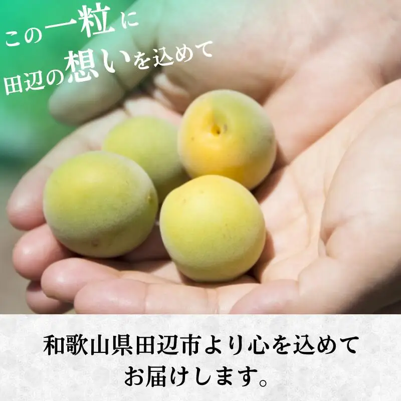 【先行予約】 青梅【小梅】 3kg（2027年5月頃から順次発送予定） / 生梅 梅干し 小粒 梅酒 梅ジャム 梅シロップ 産地直送 国産 和歌山 【tcs019】