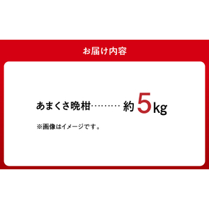 S149-003_あまくさ晩柑 約5kg【先行受付】