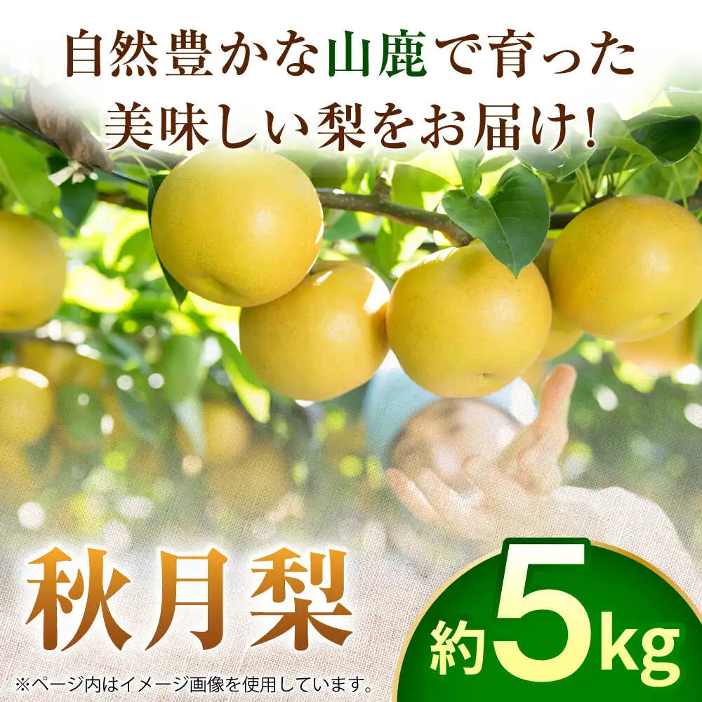 【先行予約】秋月梨　約5kg  梨 ナシ フルーツ 果物 【日本フルーツ株式会社】 [ZFJ015]