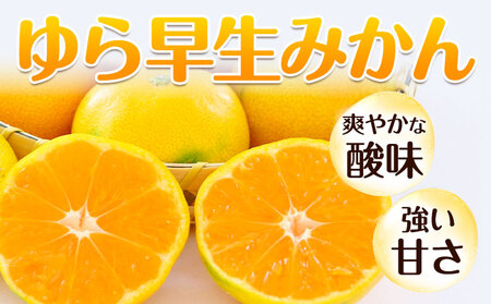 【先行予約】秀品 贈答用 ゆら 早生みかん 約 10kg (2S～2Lサイズ) みかん