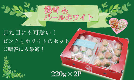 【先行予約】R9年1月中旬頃出荷開始 淡雪＆パールホワイト 各1パック 220g×2（合計440g）いちご 水田苺園 いちご B140-038