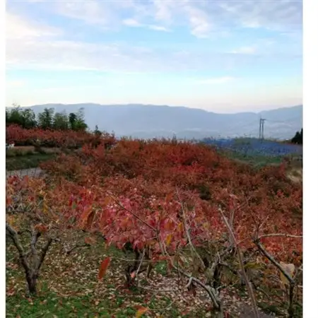 柿　和歌山県産 紀の川柿 真空包装 2L 9個入り_果物・フルーツ 柿（カキ）  かき_【1597973】