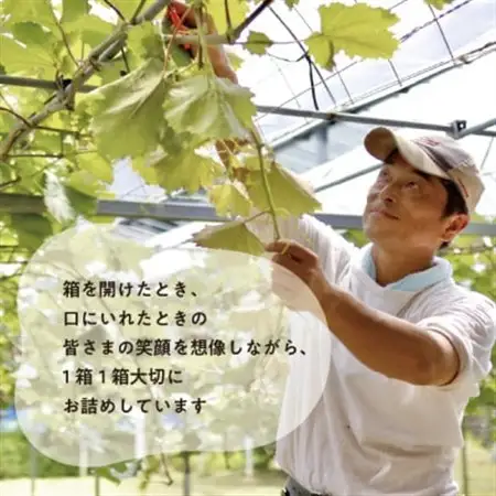 【訳あり】ピオーネ ご家庭用 3-5房入/計2kg～(岡山県産) 訳ありでもしっかり甘い!【配送不可地域：離島・北海道・沖縄県】【1535985】