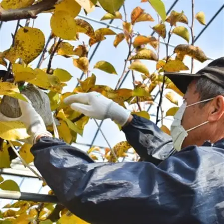 【2026年発送】ご家庭用 5-7玉 梨好きのための梨2-3品種食べ比べ (岡山県産)【1559803】