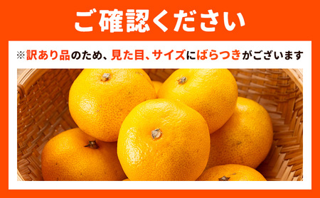 【先行予約】訳あり みかん 極早生みかん 豊福 10kg