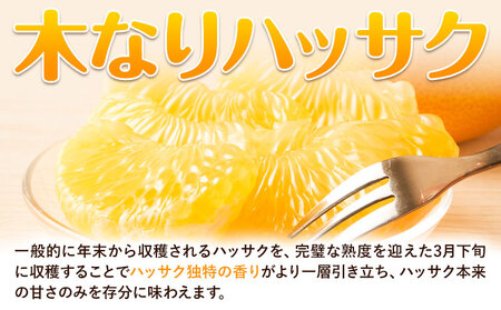 八朔 贈答用 ハッサク 約5kg
