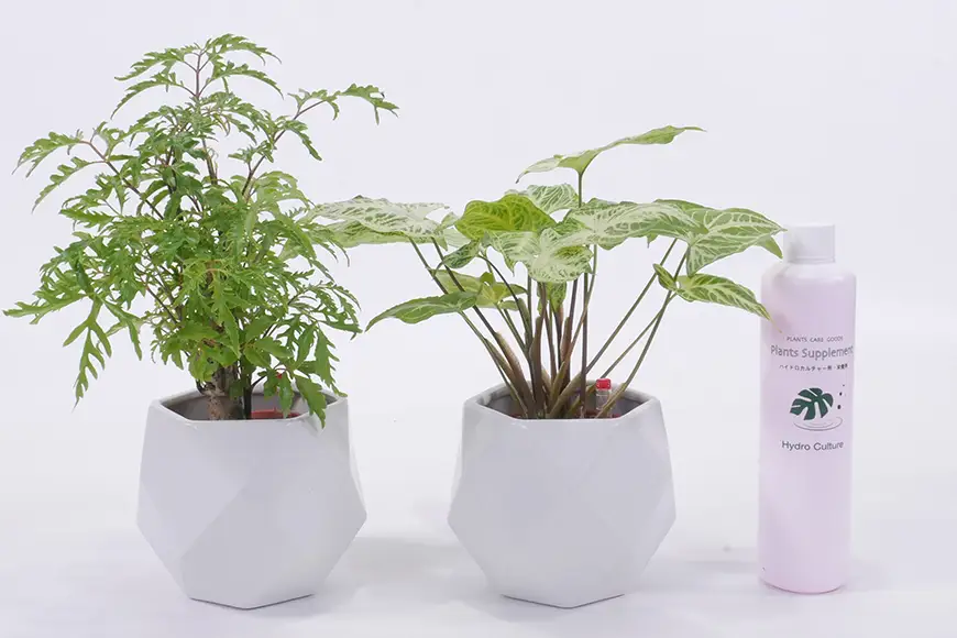 観葉植物 ハイミニポリゴン ホワイト おまかせ 2個 栄養剤 1本 セット