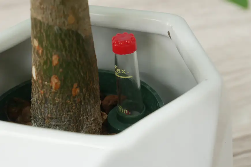 観葉植物 キュートポリゴン おまかせ 3個 栄養剤 1本 セット