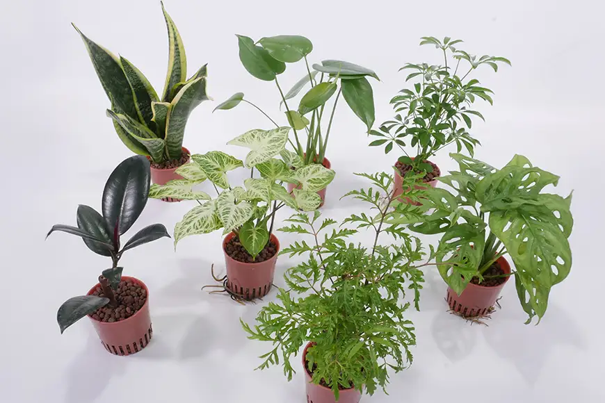 観葉植物 ハイミニみなも おまかせ 2個 栄養剤 1本 セット