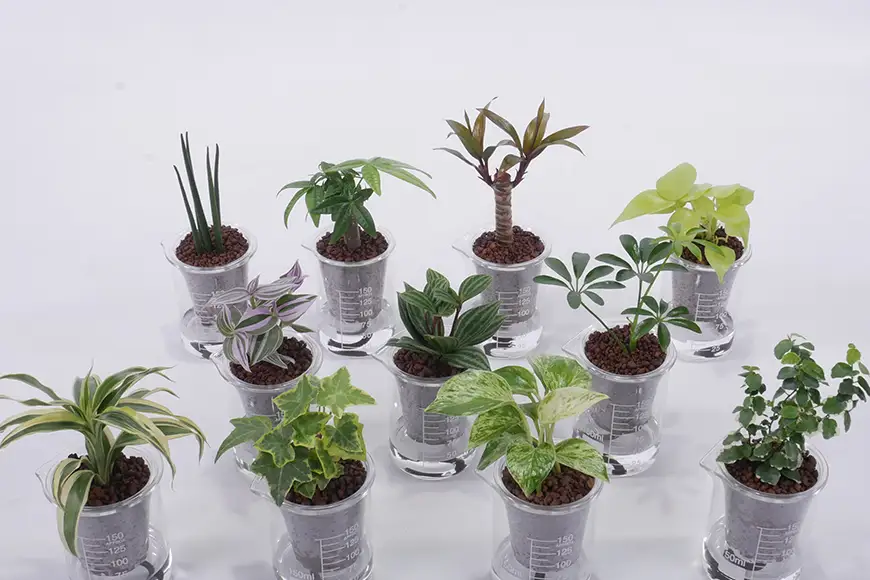観葉植物 ウォータリウム ビーカーM ハイドロコーン植え おまかせ 3個 セット