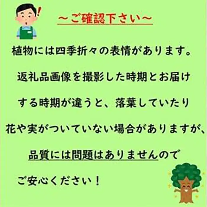 おしゃれ　水色系青葉品種　フォッサギラ　ブルーシャドー　5号〈プラス樹〉