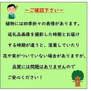 おしゃれな西洋ニワトコサンブカス　ゴールデンタワー　5号 〈プラス樹〉