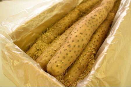 聖籠産長芋(ねばり芋)5ｋｇ