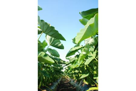 聖籠産 砂里芋（さりいも）3L 5kg【JA北新潟ブランド里芋】2026年10月下旬～順次発送