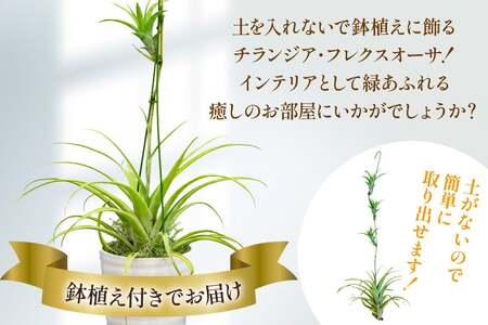 AI176 鉢植えで飾る チランジア フレクスオーサ