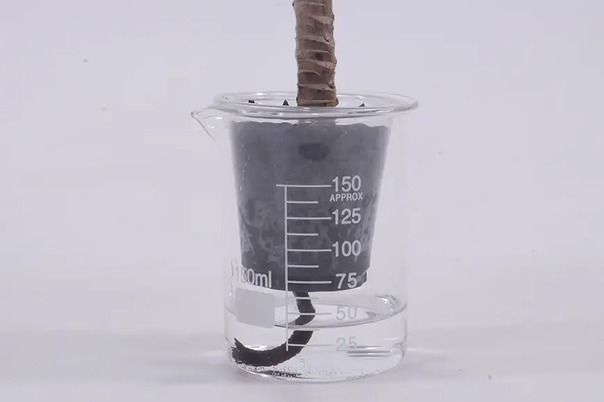 観葉植物 ウォータリウム ビーカーM 炭植え 3個 セット ～オススメの観葉植物をお届け～