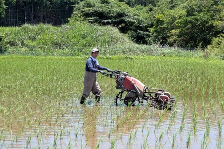 令和７年産 白川の美米 ２kg 令和7年産 南小国産 玄米 白米 3分づき 5分づき 7分づき 森のくまさん 精米 米 お米 ご飯 ごはん 無農薬 農薬不使用 自然栽培 産地直送 白川自然農園 熊本 南小国 送料無料