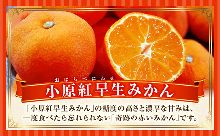 季節の恵み2回定期便D | 果物 定期便 果物定期便 フルーツ フルーツ定期便 定期 旬 旬の果物 旬のフルーツ 旬の定期便 いちご みかん 贈答 贈り物 ギフト 厳選 果実 青果物 果汁 ご褒美 デザート スイーツ 香川県 三木町 |_mk165-t004