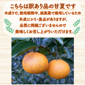 訳あり 甘夏 8kg +傷み補償分1割程度増量 甘夏 青果市場 愛媛県 愛南町