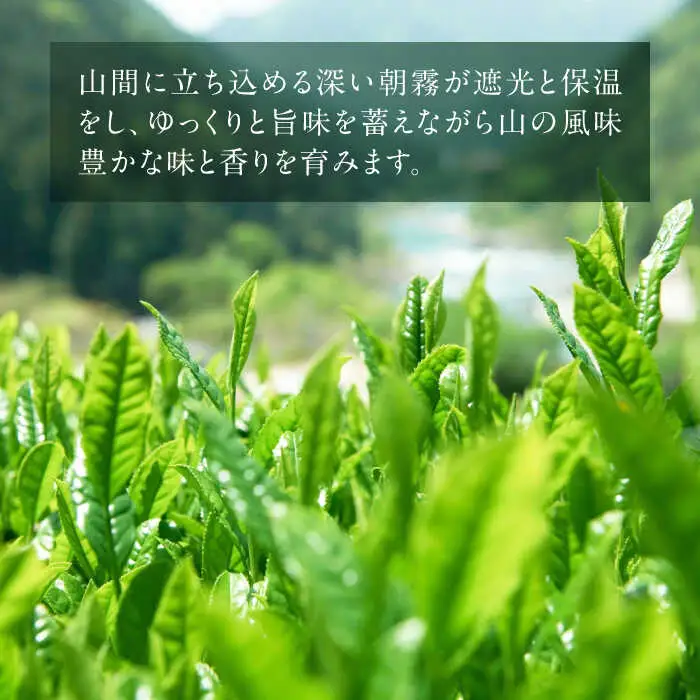 美濃白川茶 煎茶セット 100g×3袋 お茶 おちゃ お茶葉 茶葉 緑茶 煎茶 白川茶 飲み比べ 白川町 / 白川町農業開発[AWAH009]