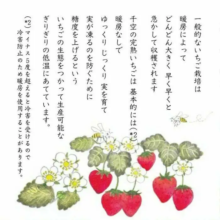 【期間限定】完熟ぶんぶんいちご 約230g×2パック 紅ほっぺ いちご イチゴ 苺 フルーツ 果物 くだもの ポリネーション 日本ミツバチ 苺 白川町 / 千空農園[AWAR002]