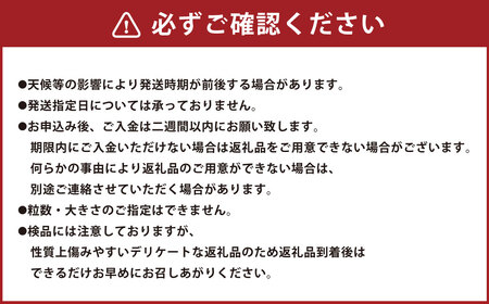 ＜ R8年熊本地震復興支援 ＞『まるで太陽の恵みをそのまま閉じ込めたような真っ赤な 大玉トマト』 約3.5kg （熊本県産） トマト とまと 野菜 大玉 【2027年1月下旬～5月下旬迄発送予定】
