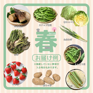 京都 舞鶴 季節の野菜BOX 詰め合せ セット 6～8種類