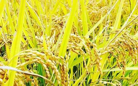 【令和8年産米先行予約】(全3回定期便)極みのササニシキ 精米 5kg 米 お米 おこめ ふるさと納税 山形県 新庄市 F3S-2853
