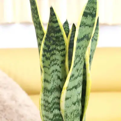 【観葉植物】サンスベリア 5号 ホワイトスクエアプラスチック鉢 土の表面:ウッドチップ【観葉植物 インテリア 部屋 おしゃれ 福岡県 筑前町 送料無料 AG054】