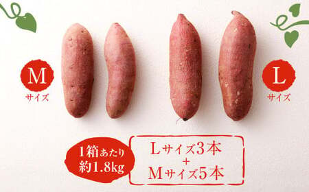 171-1130x2 【先行予約】 高糖度さつまいも 甘太くん 約1.8kg（Lサイズ3本・Mサイズ5本） 小箱 サツマイモ 甘藷 かんしょ おやつ 焼き芋 【2026年12月上旬から2027年4月下旬発送予定】